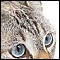 Animal Crafts