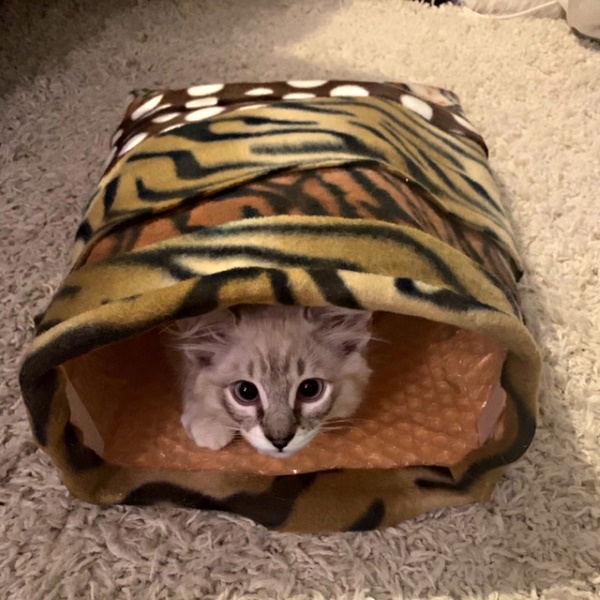 Kitty Cave