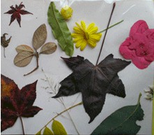 No Glue  Fall Nature Collage