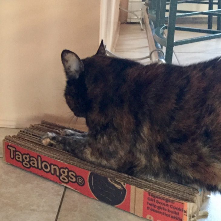 Cat Scratching Pad Made From Recycled Cardboard Scout Cookie Cartons