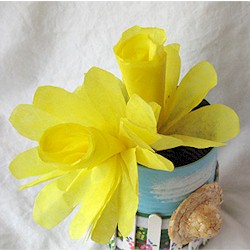 Coffee Filter Daffodil