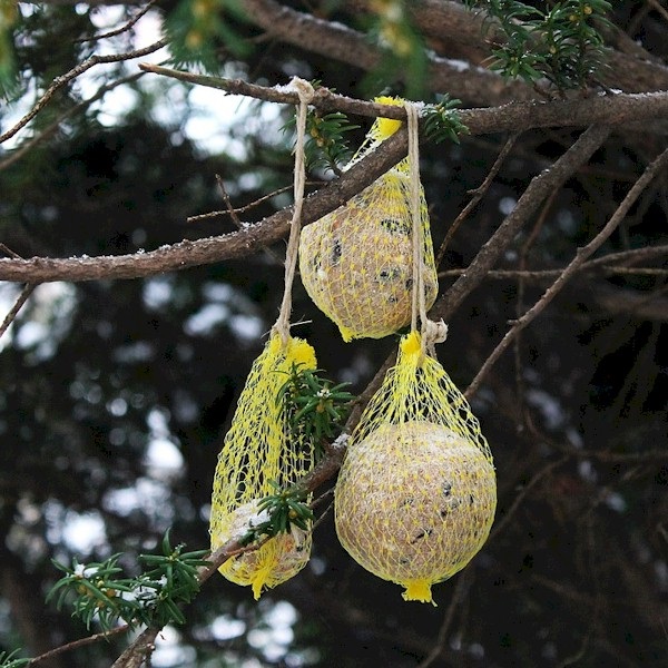 Make your own suet bird feeder.