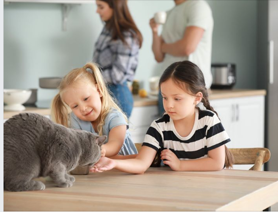 Homemade Cat Treats